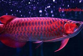 Slot Baru Ikan Arwana Super Red Kalimantan Harga Murah